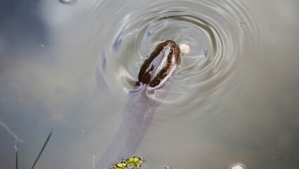 Muçum ou peixe-cobra, comum em rios e lagos da América do Sul