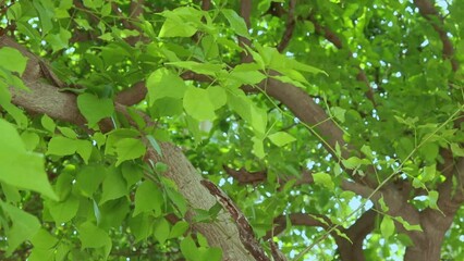 Aegle marmelos or Bael leaf at tree from different angle at day