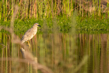 Obraz na płótnie Canvas Black-crowned night heron in the marsh