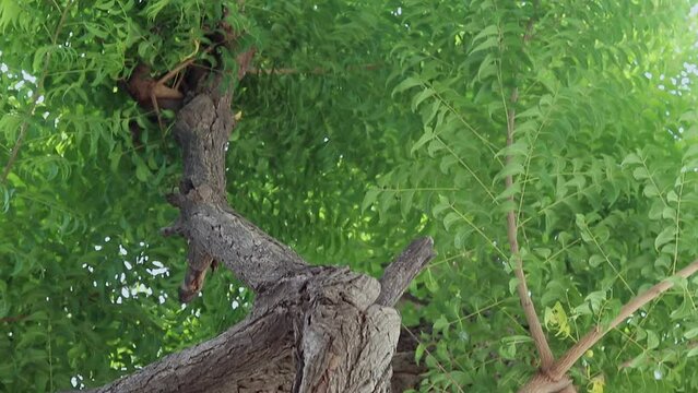 margosa or neem tree in details at day