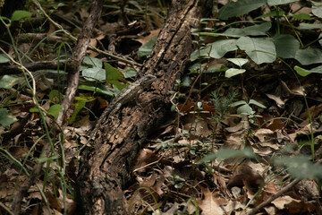 Dragon Lizard
