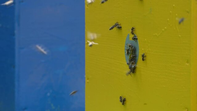 Honey bees fly next to the bee hive in the apiary to collect honey, close up. Beekeeping in countryside