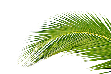 palm treeisolated on white background. This has clipping path.