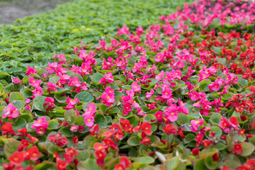 Seedlings of pink begonia. Growing multicolored begonia flower seedlings in modern hydroponic greenhouse.
