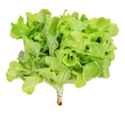 Green oak lettuce vegetable