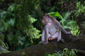 Balinese long tailed monkey, macaque looking to the left