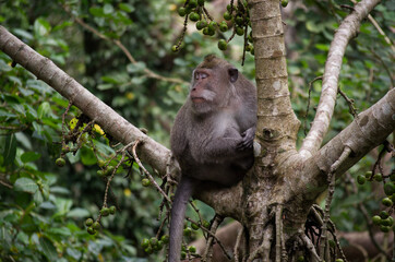 Balinese long tailed monkey falling asleep in tree