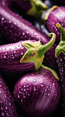 Freshly washed eggplants aubergine