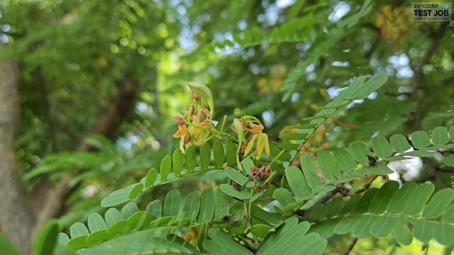 The Tamarind blossoms are blooming on the tree.