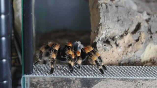 Mexican Red Knee tarantula stands waiting until it grabs a grasshopper