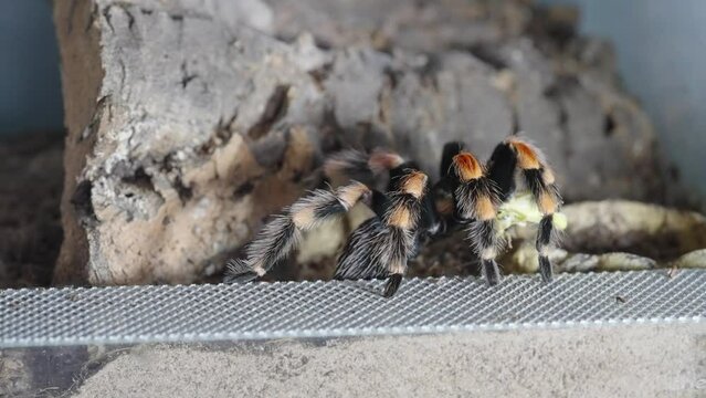 Mexican Red Knee Tarantula has a grasshopper in it&rsquo;s jaws, locked off