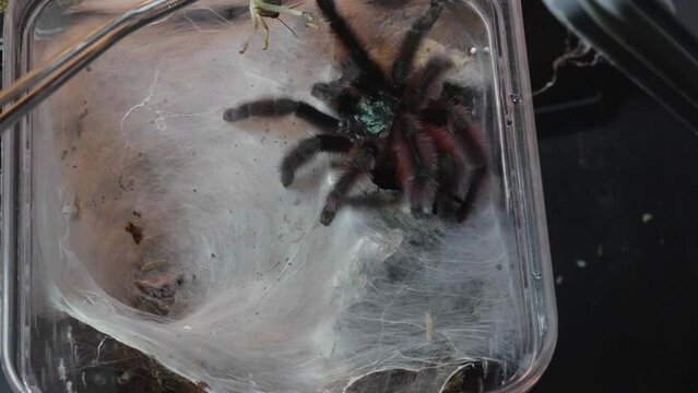 A Martinique pinktoe tarantula caribena versicolor kills a grasshopper