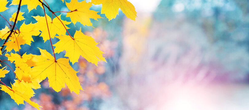 Maple branch with yellow autumn leaves on a blurred background in sunny weather