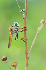 Robberfly on a branch