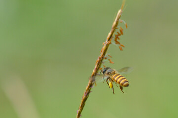 Honey bee