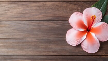 Fototapeta na wymiar Pink hibiscus flower on wooden background with copy space.