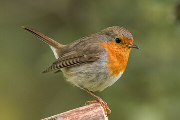 robin on a branch