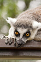 様子をうかがうワオキツネザル