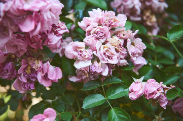 Close-up blooming bush with pink roses in the backyard on summer day. Landscaping. Mansion maintenance concept