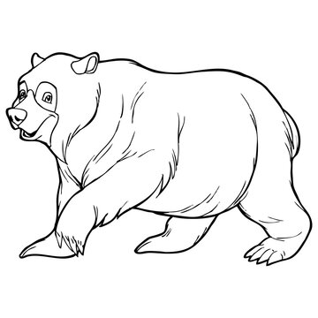 bear sketch illustration