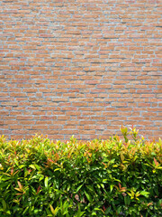 Green bushes in front of a red brick wall as a background for design with copy space for text or image. Vertical. 