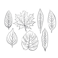 set of leaves vector illustration