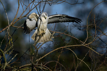 white Common buzzard // weißer Mäusebussard (Buteo buteo)