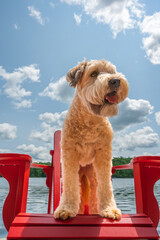 Low angle of cute dog standing on red chair at lake on sunny day. © Cavan