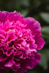 Close up of bright pink peony flower in bloom in a garden.