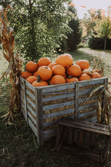A pumpkin farm in autumn