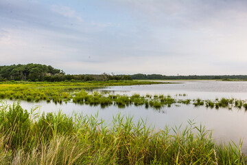 Marshland on Assateague Island in Virginia.
