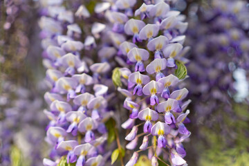 Blooming Wisteria Sinensis with scented classic purple flowersin full bloom in hanging racemes closeup. Garden with wisteria in spring