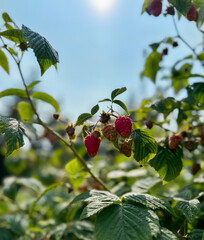 Ripe raspberries hang on a bush bathed in sunshine