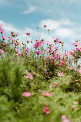 Obraz na płótnie Canvas Pink Texas Wildflowers Against Blue Sky