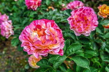 Yellow-pink Beetrose Maurice Utrillo flower