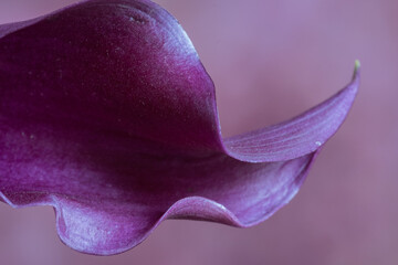 Image of Closeup of purple calla lily curves against light purple background. printed on Printed Glass Splashbacks