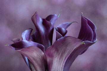 Bouquet of purple calla lilies against purple background.