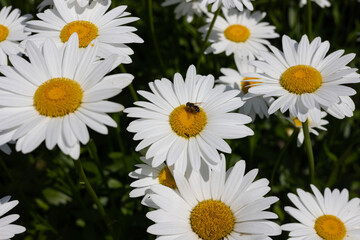 A bee on a chamomile flower