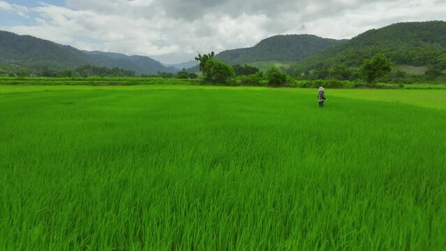 The Enchanting Beauty of Mountain Rice Fields