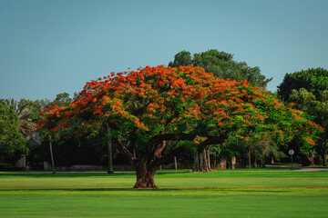 Fototapeta na wymiar autumn trees in the park tropical coral gables