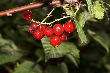 A branch of ripe red currant shimmers in the sun