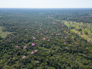 Beautiful aerial view to green vegetation and pink trumpet trees