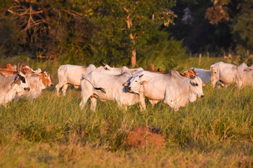 Beautiful view to cattle on open fields in the Brazilian Pantanal