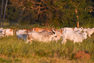 Beautiful view to cattle on open fields in the Brazilian Pantanal