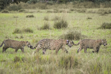Beautiful view to wild jaguar with two cubs walking on Pantanal field