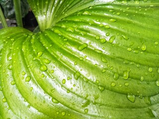 Wet green leaf background of ornamental plant 
