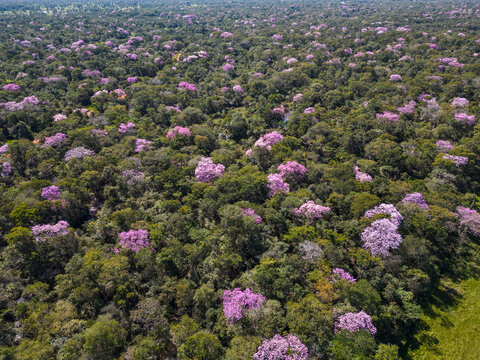 Beautiful aerial view to green vegetation and pink trumpet trees