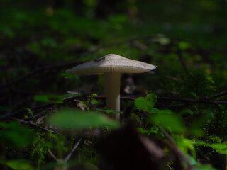 Wild pale agaric on the ground in a forest among branches, moss and grass on a dark background. Selective focus.