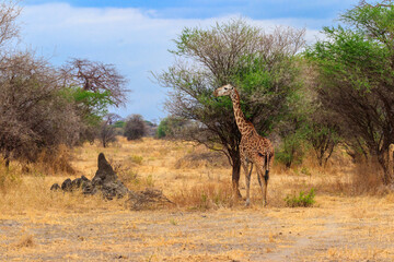 Giraffe in savanna in Tarangire national park in Tanzania. Wild nature of Tanzania, East Africa