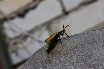 Bright green beetle Lytta vesicatoria sits on a fence